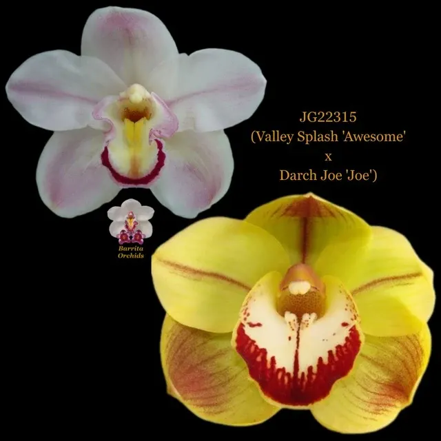 Cymbidium Seedling JG22315 'Awesome' (Cymbidium)