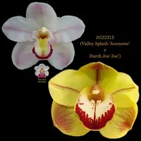 Cymbidium Seedling JG22315 (Valley Splash 'Awesome' x Darch Joe 'Joe')