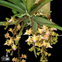 [Bare-root] #VA# Stereochilus erinaceus [1.7" BS][Oct in stock 26]