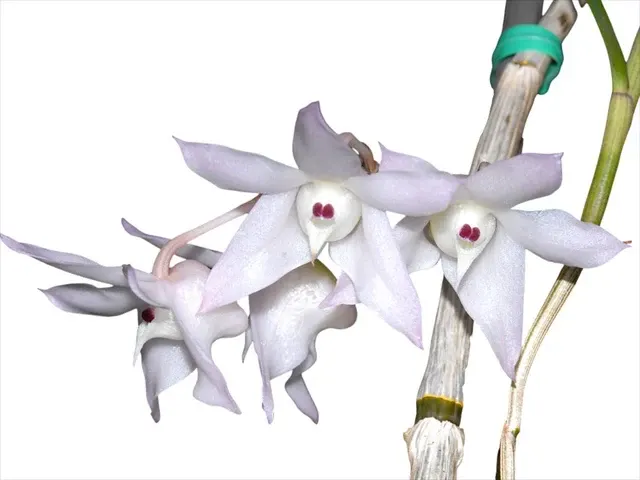 Dendrobium aduncum (Dendrobium)