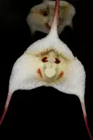 Dracula lotax