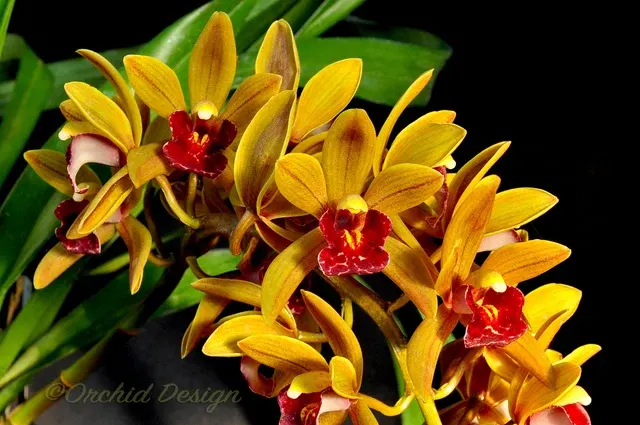 Cymbidium Avant Garde 'Geyserland' (Cymbidium)