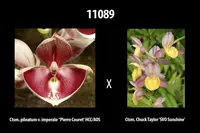 Catasetum