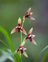 Chinese Cymbidium ensifolium Chi Cheng