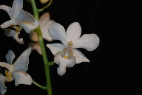 Doritis pulcherrima 'alba'