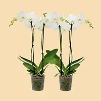 Phalaenopsis Orchids All White in a 5" Grow Pot - 10 Plants per box - Free Shipping