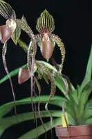 Paph. Prince Edward of York (rothschildianum '265 select' x sanderianum 'Minxiong' SM/TPS) (YC 59)