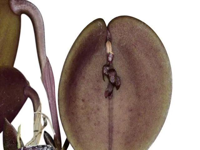 Acianthera prolifera (Acianthera)
