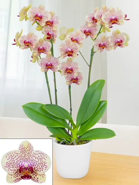 Phalaenopsis Fancy Freckles