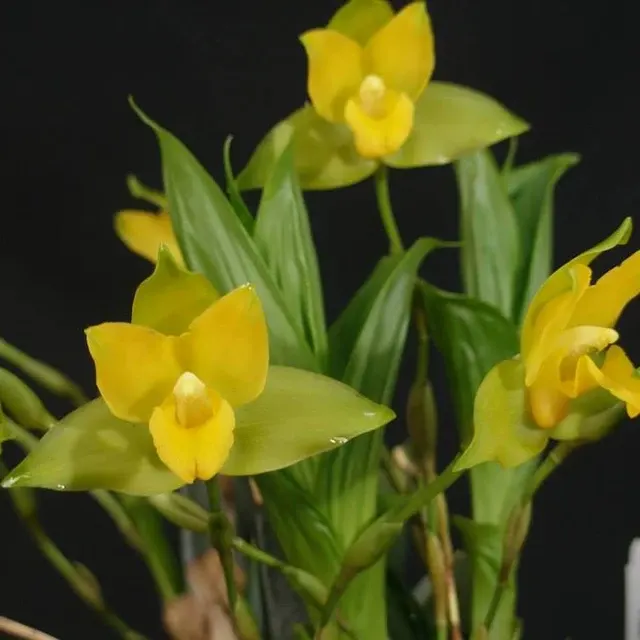 Lycaste aromatica x cruenta