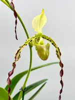 Paphiopedilum parishii (Big Plant)