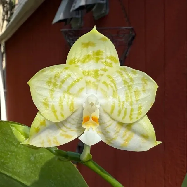 Phalaenopsis Mituo Golden Tiger