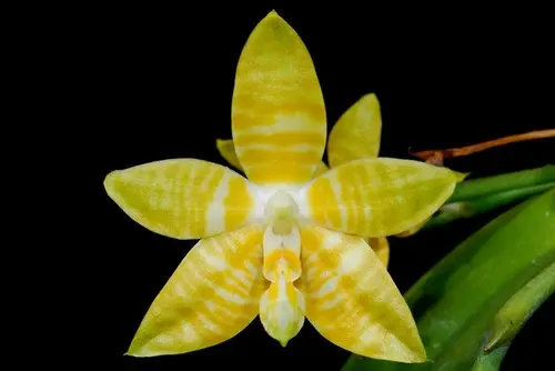 Phalaenopsis amboinensis var flava stem prop