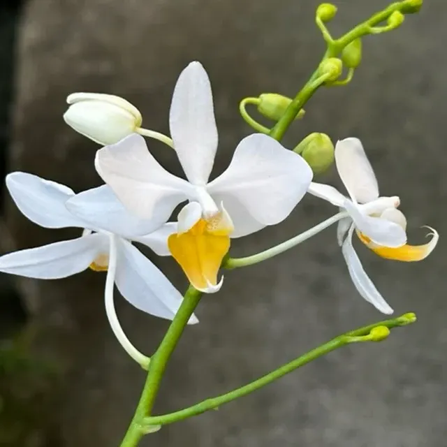 Phalaenopsis intermedia 'Yellow Lip'
