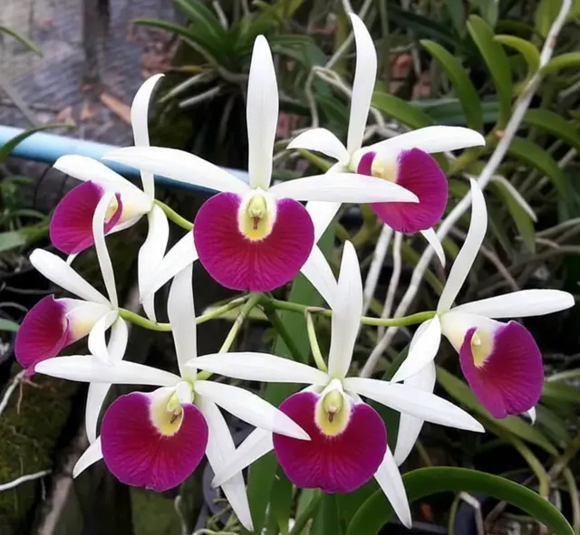 Cattleya Yuannana Star War (Cattleya)
