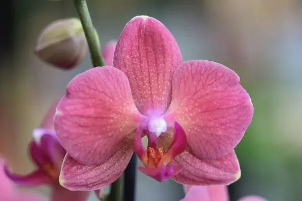 Phalaenopsis Rosa 21