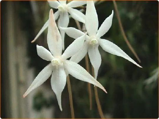 Aerangis kirkii (Aerangis)