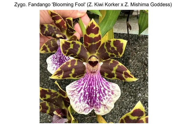Zygopetalum Fandango 'Booming Fool'