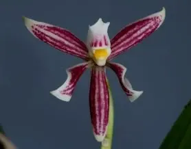 Anacheilium faresianum