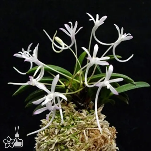 Neofinetia falcata 'Kutsuwamushi'
