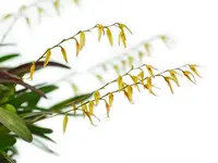 Specklinia picta
