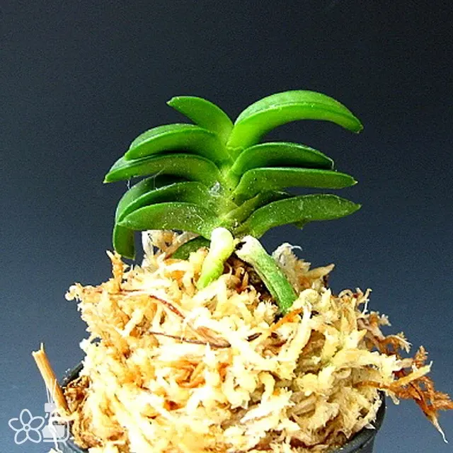 Neofinetia falcata 'Jukai'