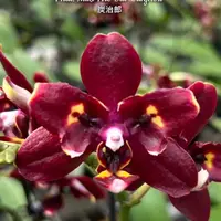 Phal. Miki Fire Bat 'Tanjirou', Mericlone, Peloric, Blooming Size, FREE Shipping