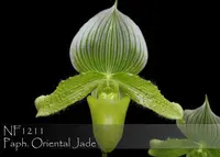 Paph. Oriental Jade (Ontario Jade ' FANGtastic ' x Oriental Frieze ' Paphanatic ')