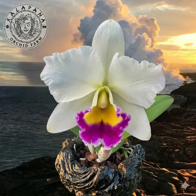 Rhyncholaeliocattleya Hsingying Catherine 'Hakucho'