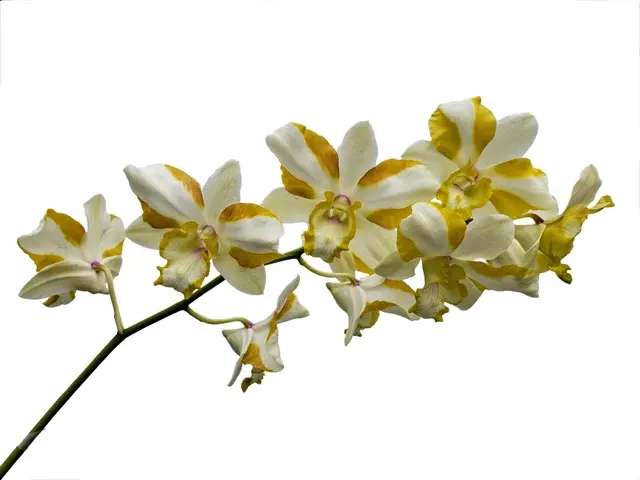 Dendrobium Anucha Flare Type Tailandia (Dendrobium)