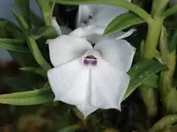 Dendrobium subuliferum