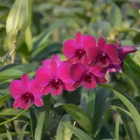 Dendrobium Ladda Red Orchid 3" Pot