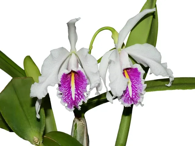 Cattleya maxima f semialba 'La Pedrena' (Cattleya)