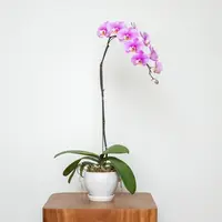 Pink Phalaenopsis Orchid (1 Stalk) — Johor