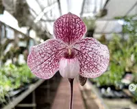 Paph. QF Akala Lelo (delenatii v. vinicolor x leucochilum 'Dark')