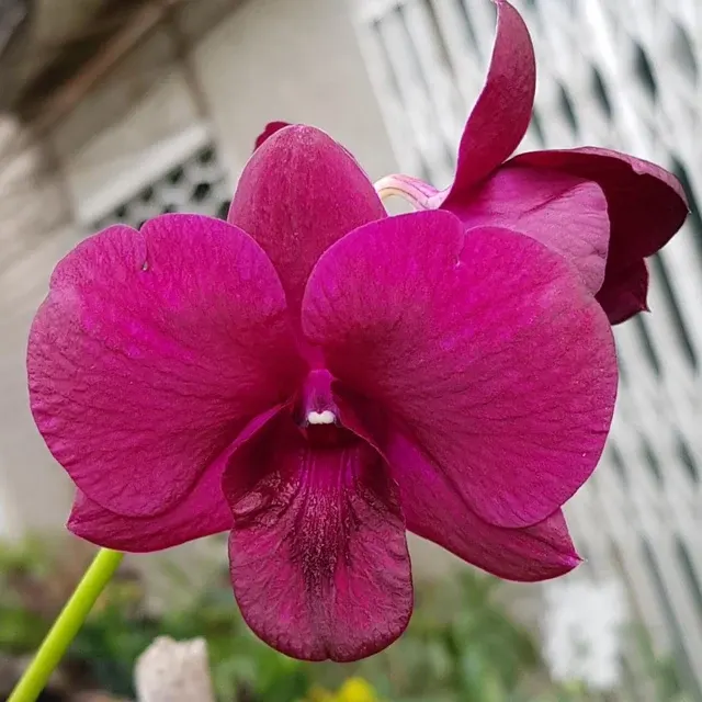 Dendrobium Black Pearl (Dendrobium)