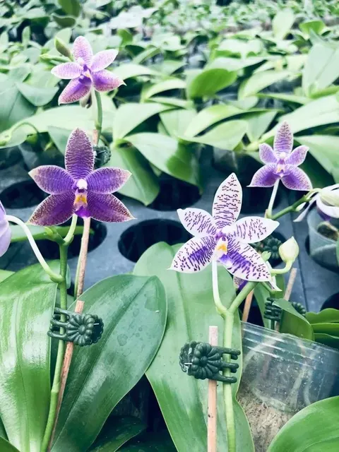 Phalaenopsis lueddemanniana var coerulea (Phalaenopsis)