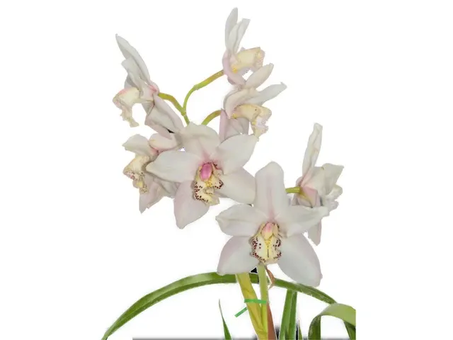 Cymbidium Nevado Lindo H00205 (Cymbidium)