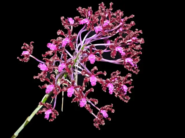 Laelia rosea