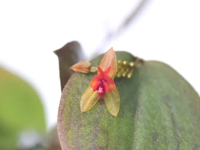Lepanthes tentaculata x (Lepanthes)