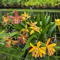 Brassocattleya Rustic Spots ‘H&R’