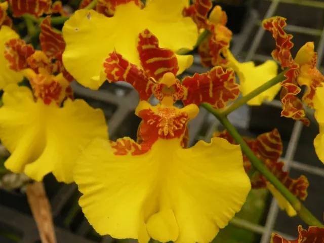 Oncidium Sweet Ears 'Big Shot'