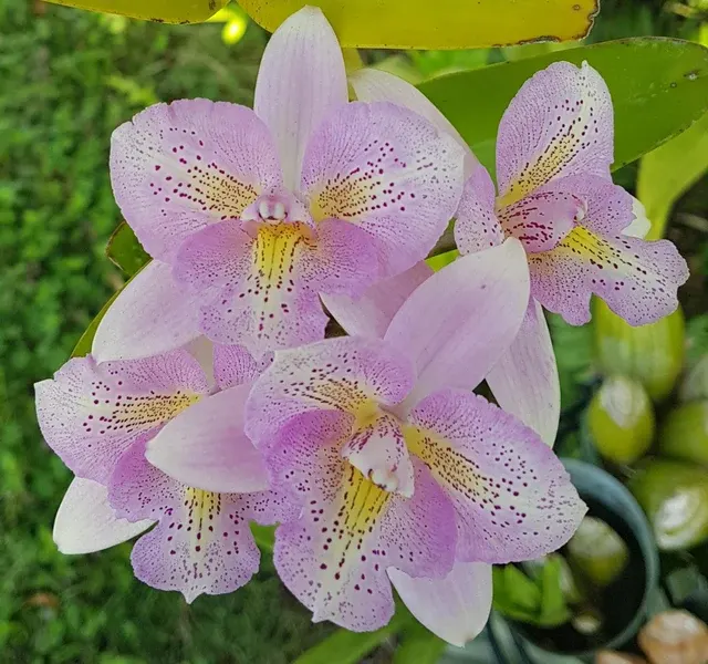 Cattleya Chantilly Lace