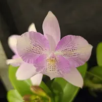 Caulocattleya Chantilly Lace 'Twinkle' blooming size compact cattleya clone. Fragrant and beautiful.