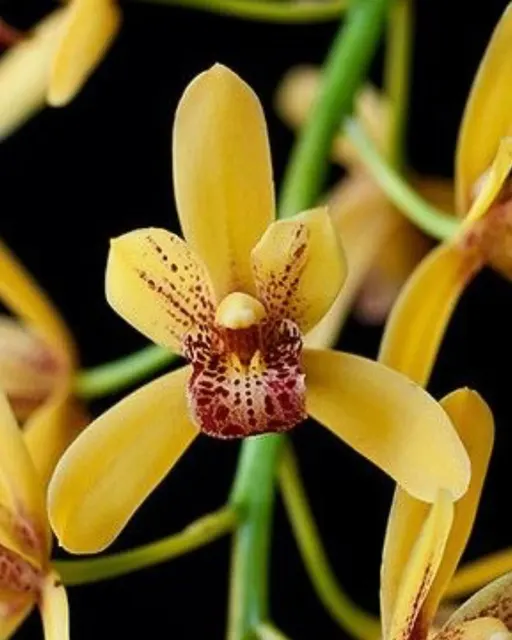 Cymbidium Pratabong 'Priscilla'