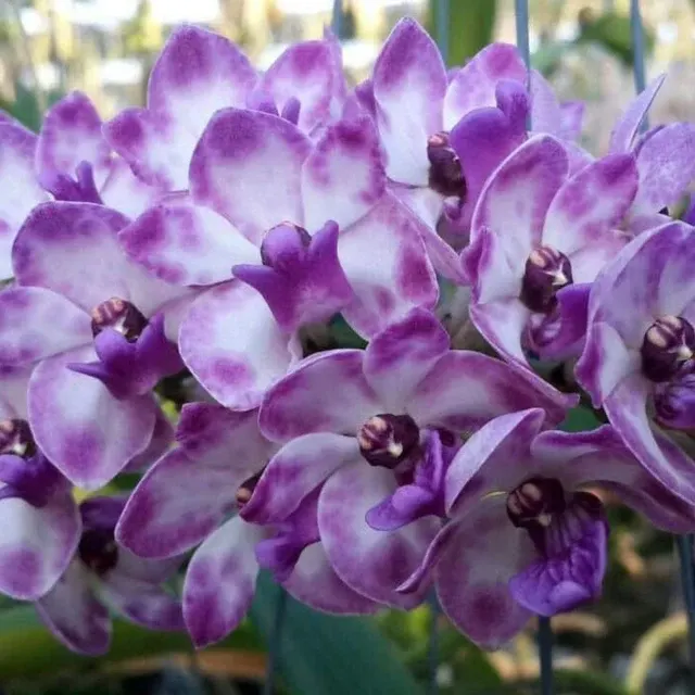 Rhynchostylis gigantea 'Blue' (Rhynchostylis)