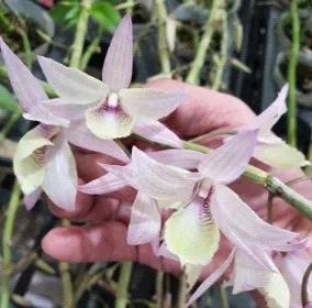 Dendrobium aphyllum 'Variegated' (Dendrobium)