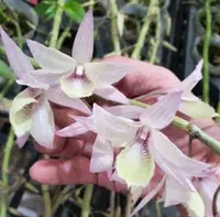 Den. aphyllum 'Variegated' (DAPH-V) ( - - aphyllum )