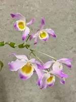 Dendrobium findlayanum | SapphireChild Orchids