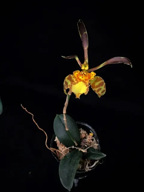 Psychopsis Mariposa X Psy. Limminghei